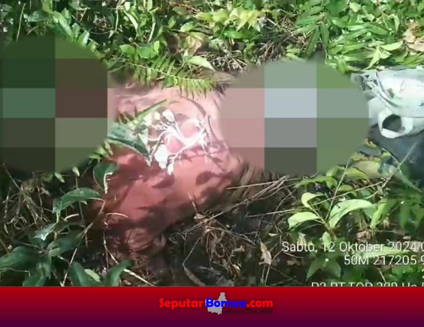 Polisi Investigasi Mendalam Terhadap Temuan Tengkorak Manusia di Hutan Kapuas