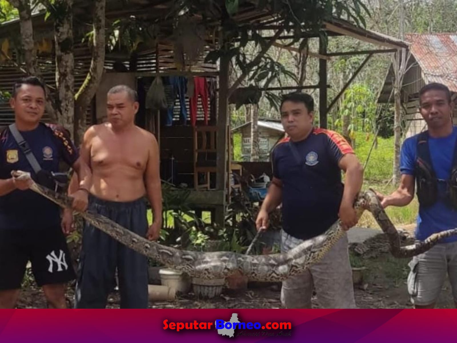 Makan 3 Ekor Ayam, Ular Piton 3 Meter Dievakuasi