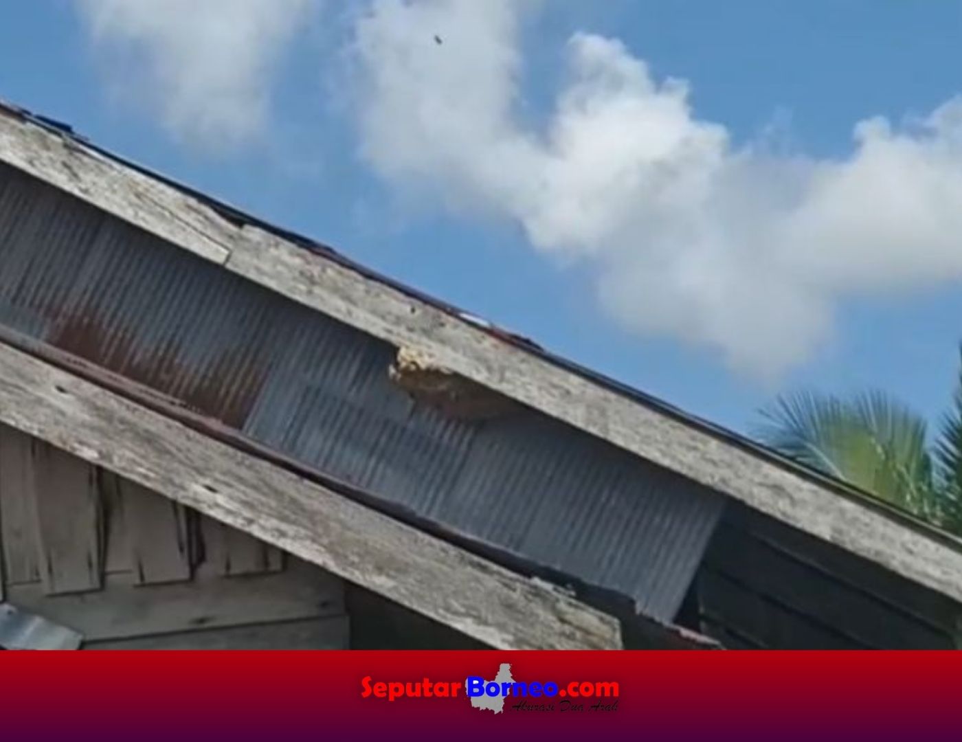Ibu Rumah Tangga di Palangka Raya Disengat Tawon Vespa di Rumahnya Sendiri