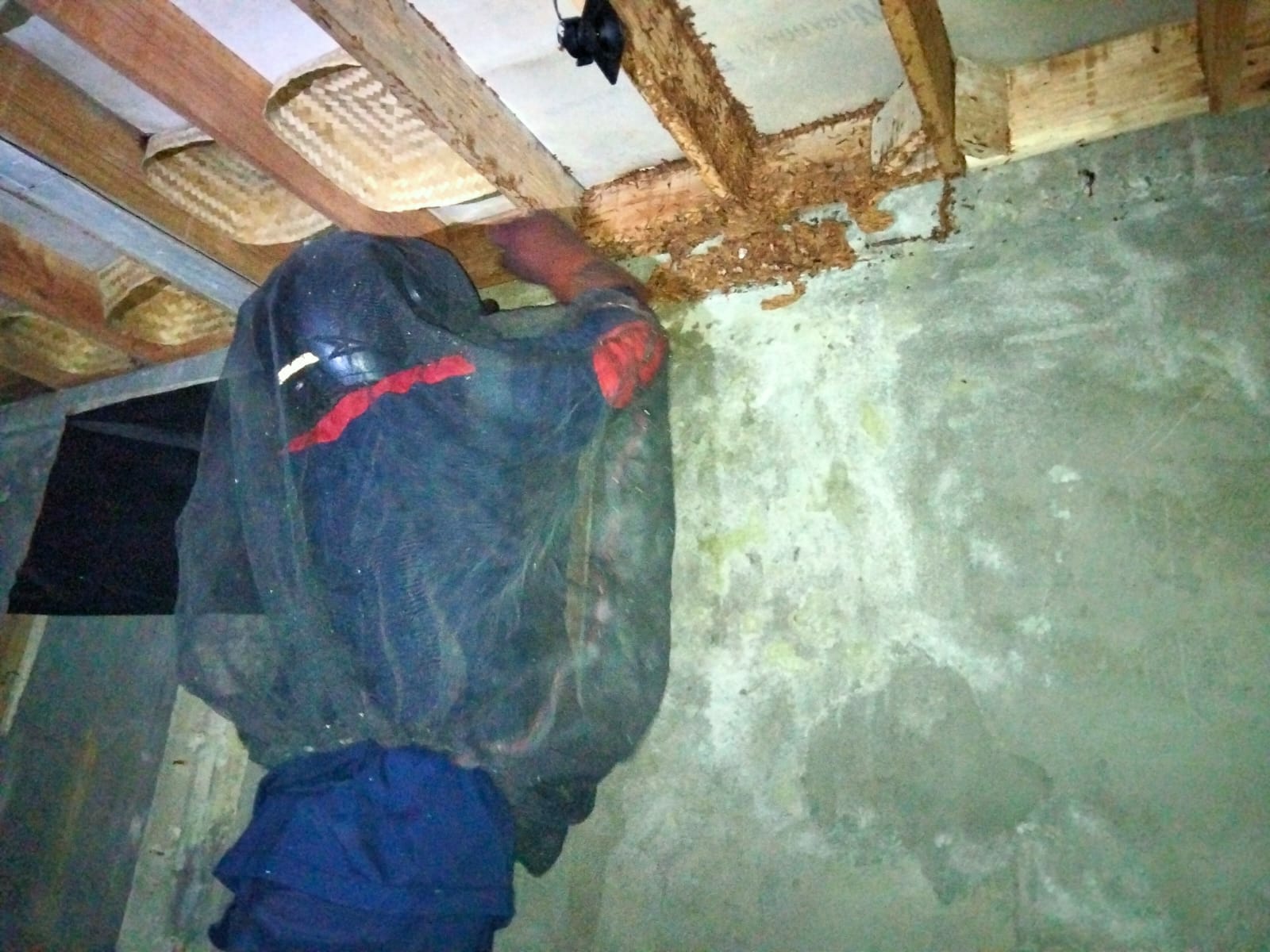 Khawatir Serang Warga, Tim Rescue Damkar Palangka Raya Evakuasi Sarang Tawon