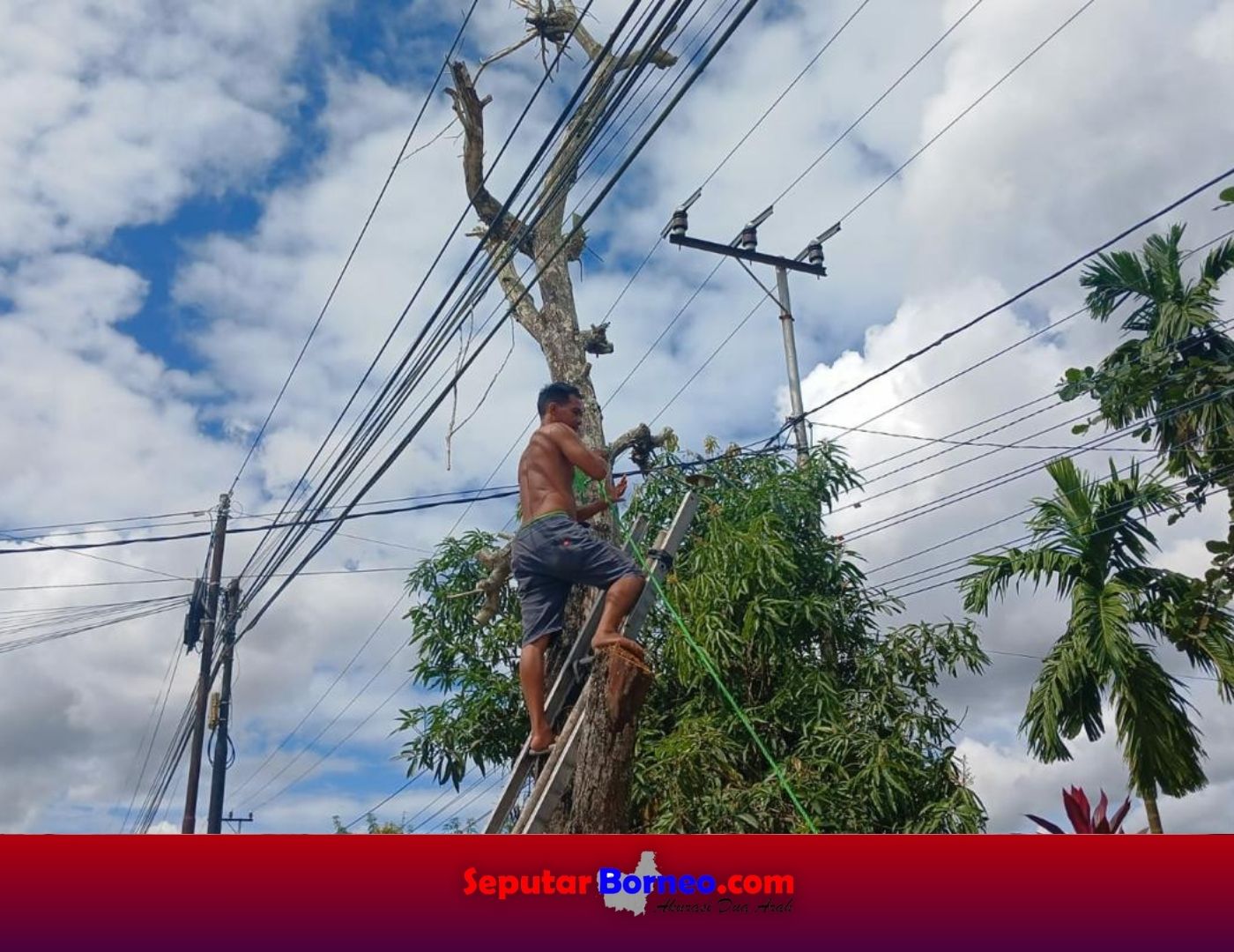 Pohon Akasia Ditebang, Rawan Tumbang Hancurkan Warung Warga