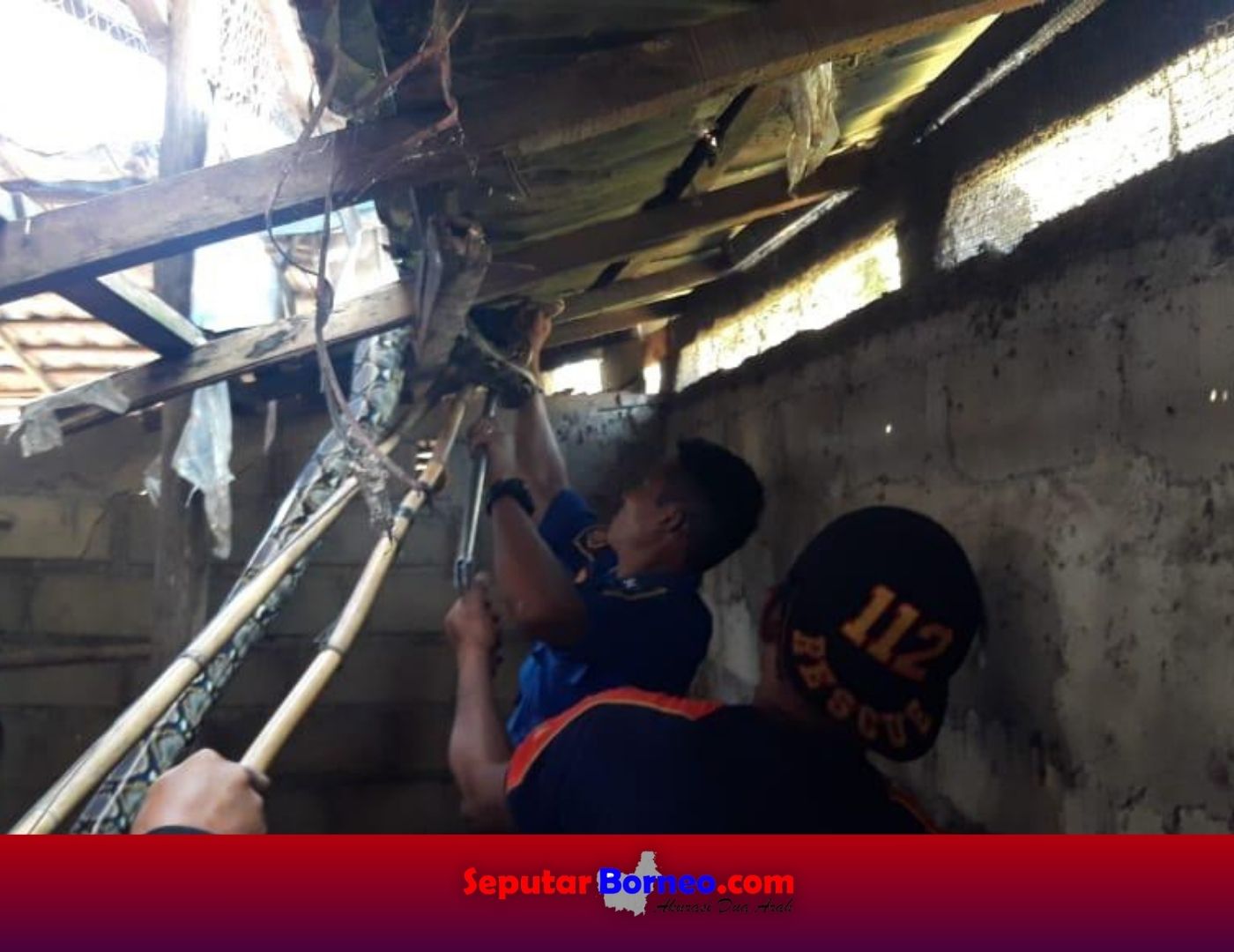 Piton Empat Meter Mangsa Ternak Warga