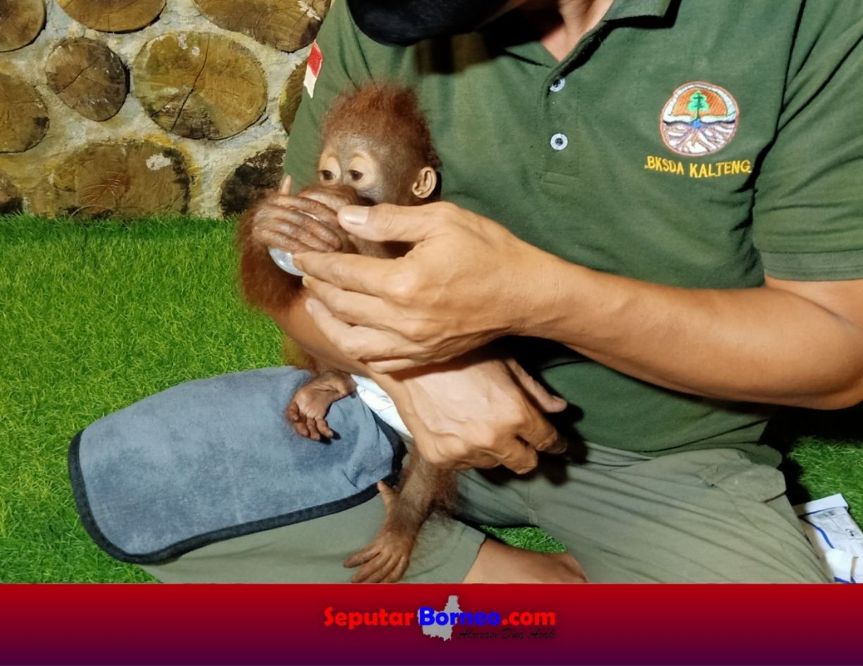 Petugas BKSDA Pos Sampit mengamankan anak orang utan yang sempat viral dibawa seorang warga jalan-jalan keliling Kota Sampit. (FOTO:ISTIMEWA)