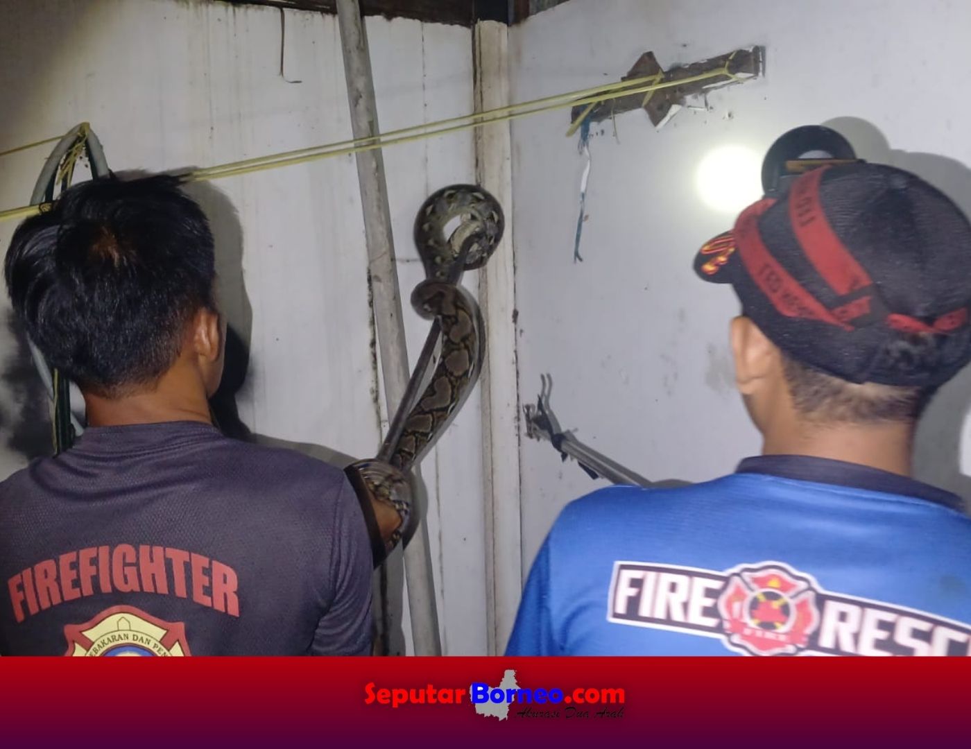 Piton 3 Meter Masuk Rumah, Warga Kinibalu Menjerit Ketakutan