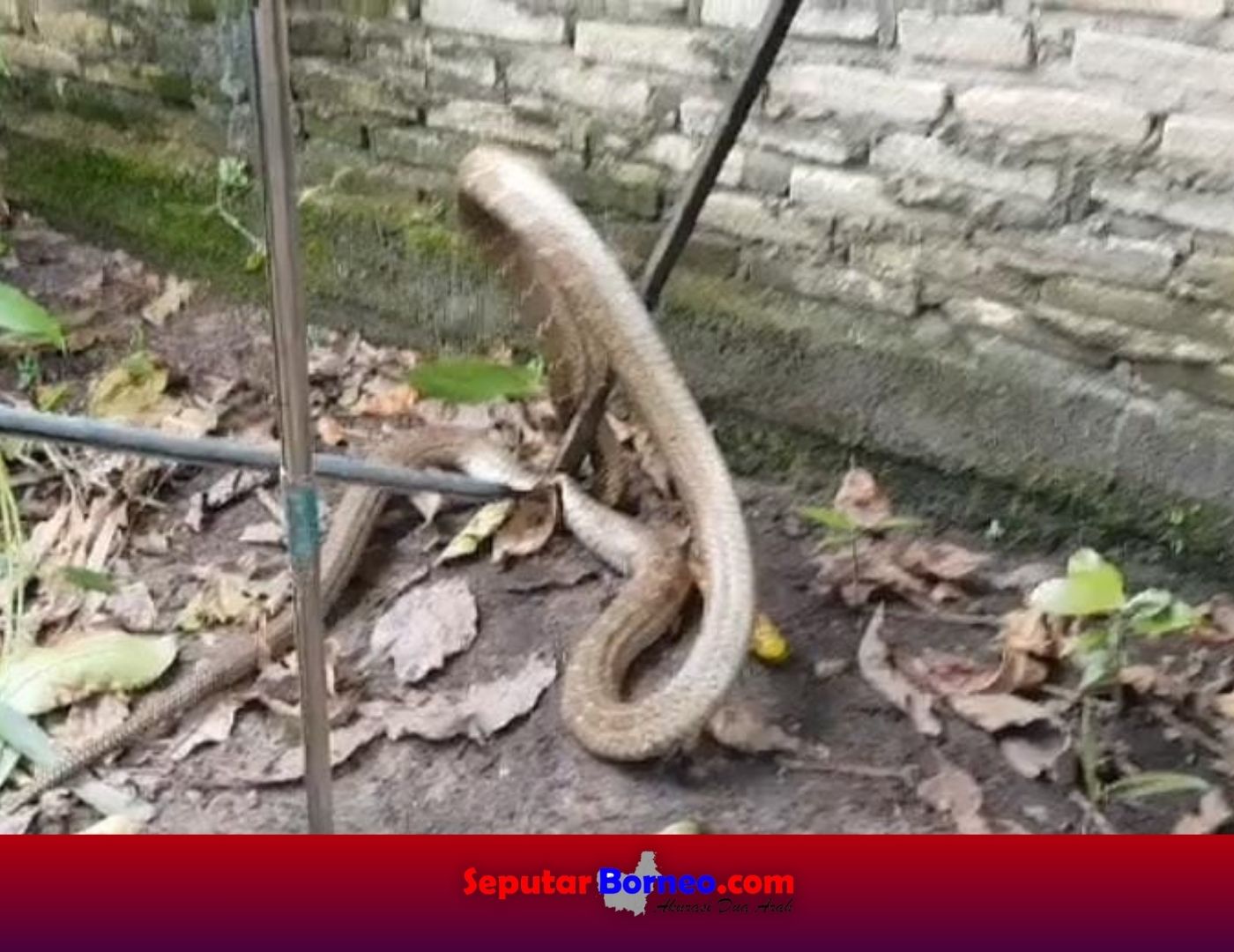 King Kobra 3 Meter Masuk Pekarangan Rumah Warga Menteng XI