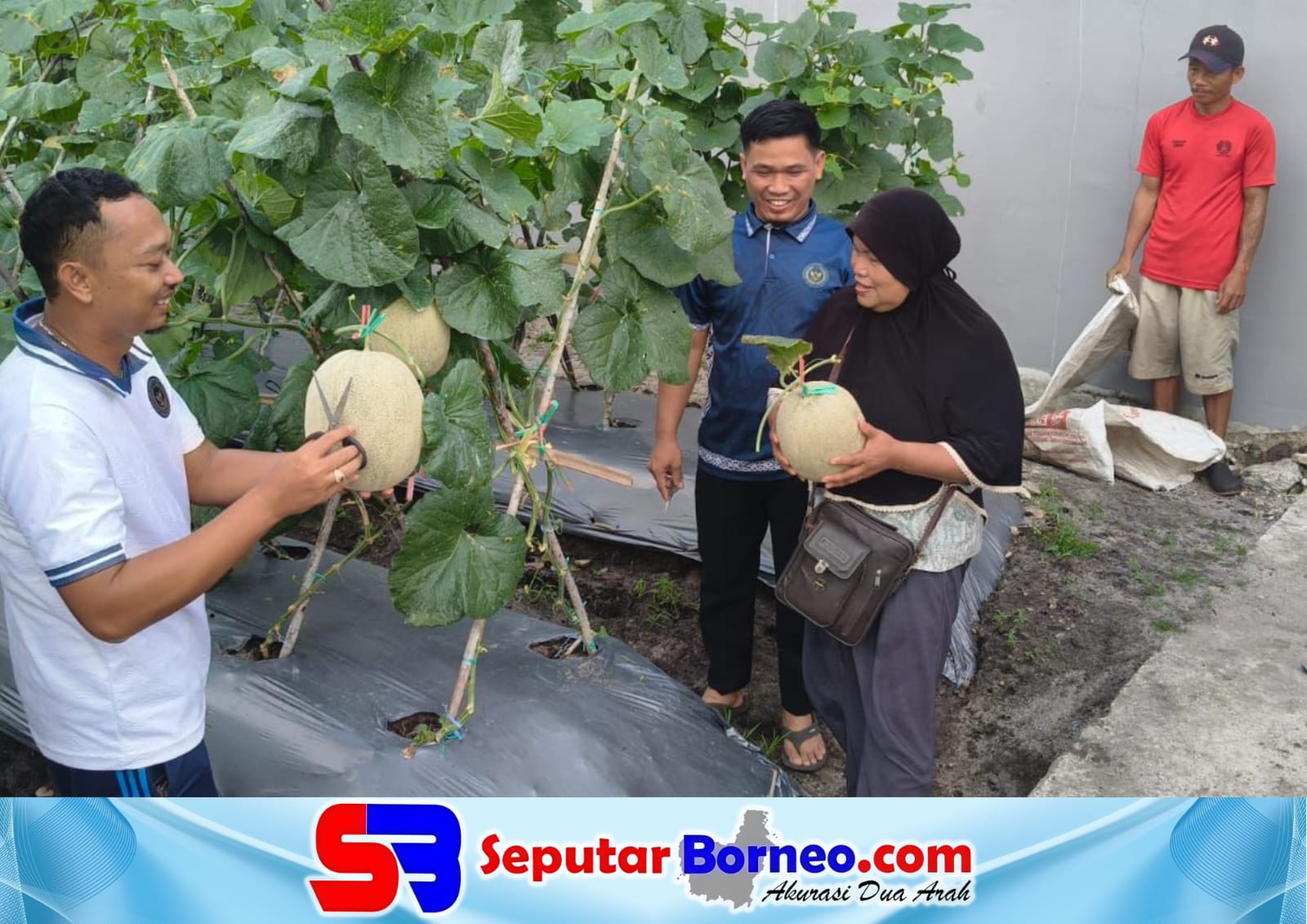 Lapas Palangka Raya Panen 600 Kg Melon Orange Premium