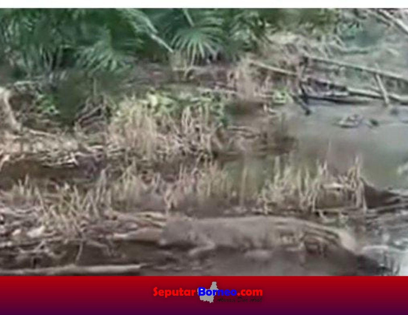 Buaya Besar Muncul di Desa Bagendang Hilir Gegerkan Warga