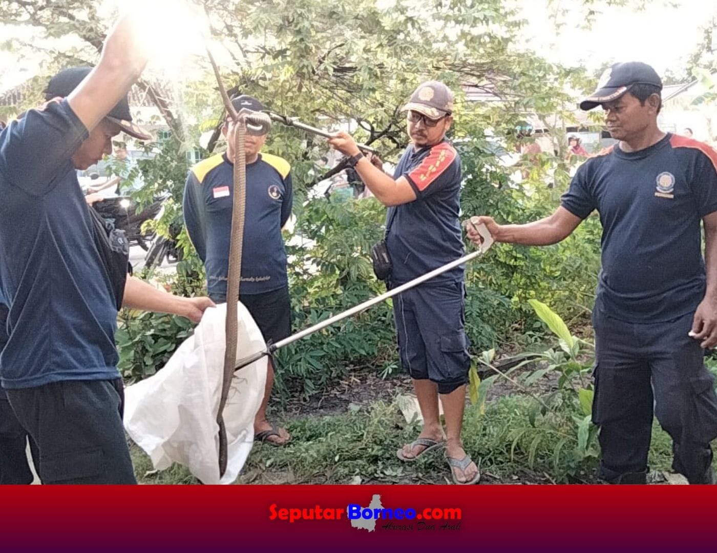 King Cobra 3,5 Meter Masuk Rumah Warga Jati Raya