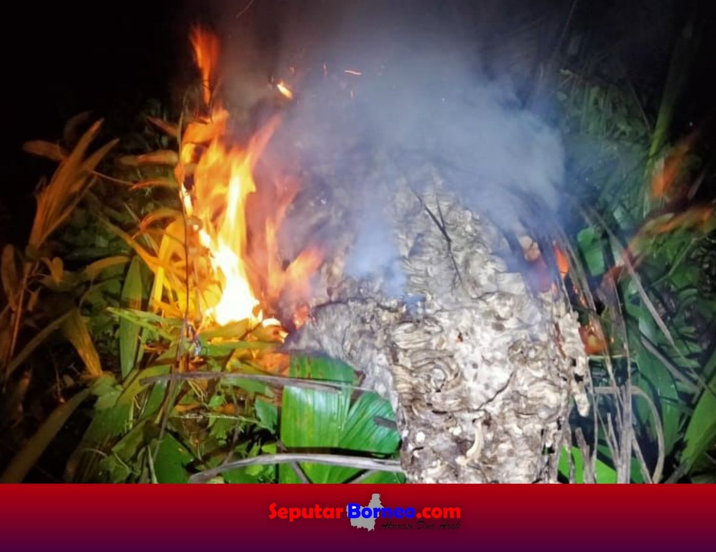 Geger! Warga Disengat Tawon Vespa di Palangka Raya