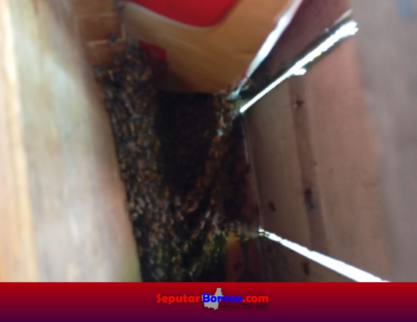Warga Resah, Lebah Madu Bersarang di Dalam Rumah