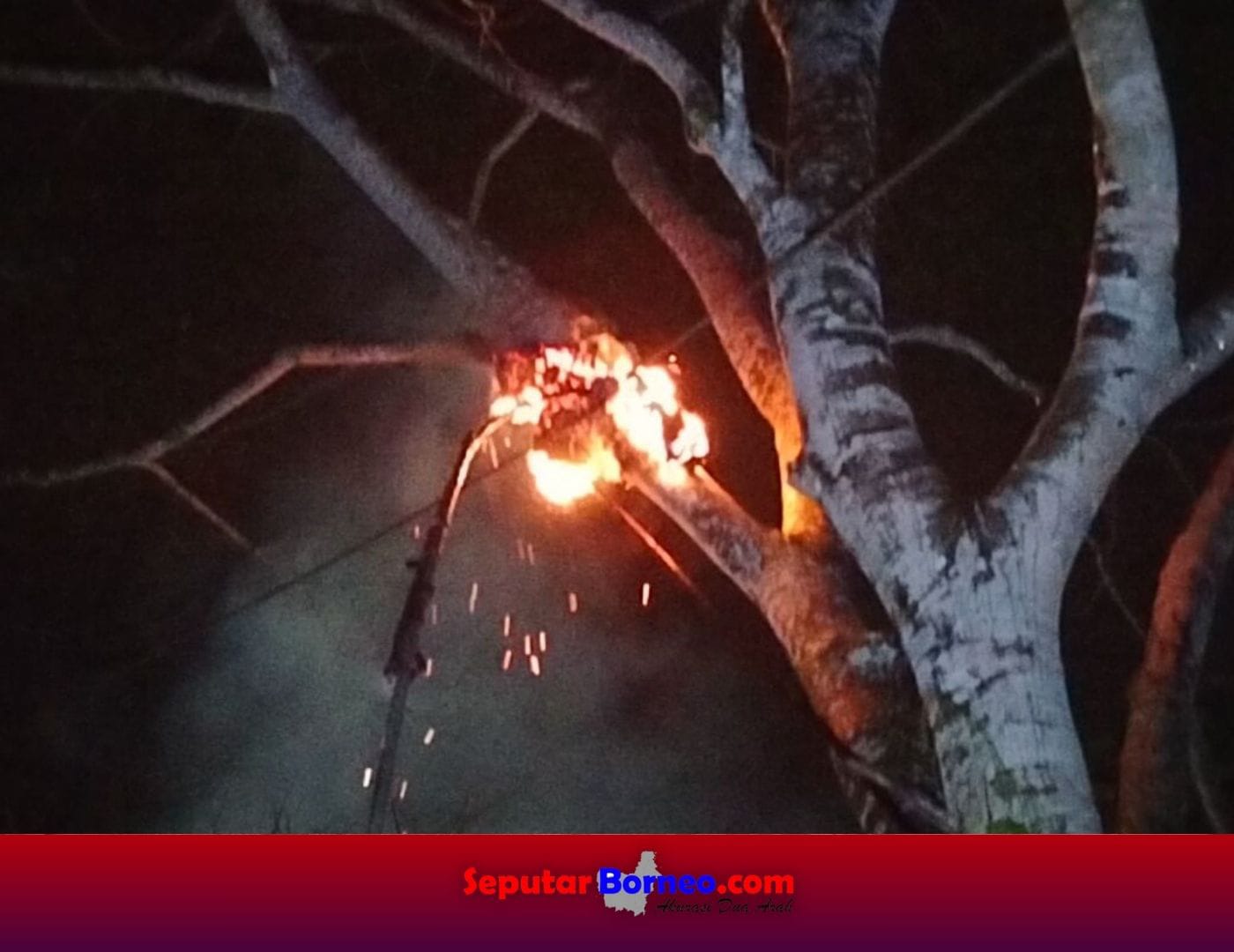 Tiga Bulan Terakhir, 113 Sarang Tawon Dibasmi