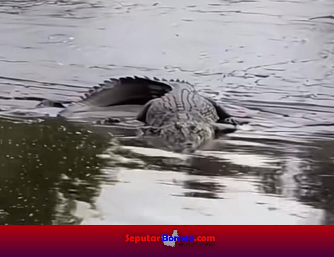 Buaya Muara Dua Meter Muncul di Sungai Mentaya, Warga Ganepo Resah dan Minta Peringatan Bahaya