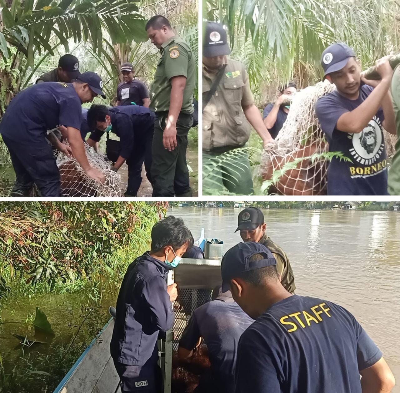 Tim WRU SKW II Pangkalan Bun Evakuasi Orangutan, Temukan Luka dan Tiga Peluru