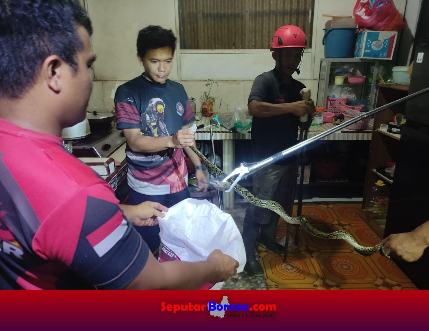 Piton 1 Meter Masuk Dapur Rumah, Bikin Warga Jadi Panik