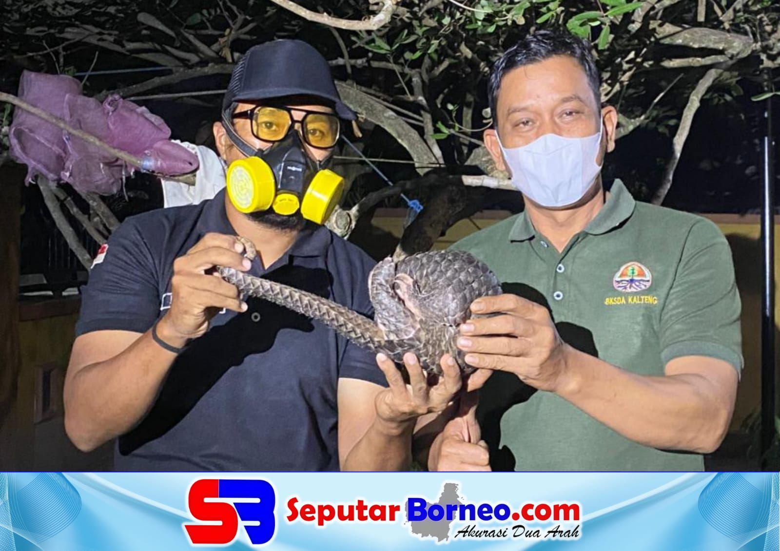 Selamat dari Karhutla, Trenggiling 2 Kg Ditemukan di Bekas Kebakaran Sampit