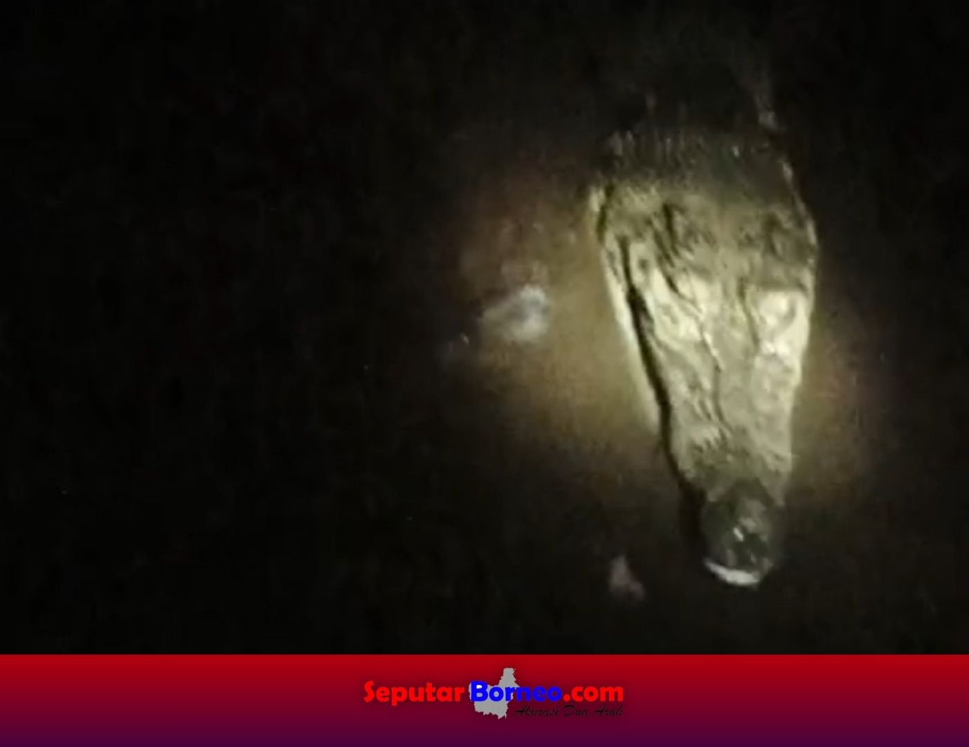 Warga Beri Makan Buaya saat Menampakan Diri, Ini Tanggapan Komandan Pos BKSDA Sampit