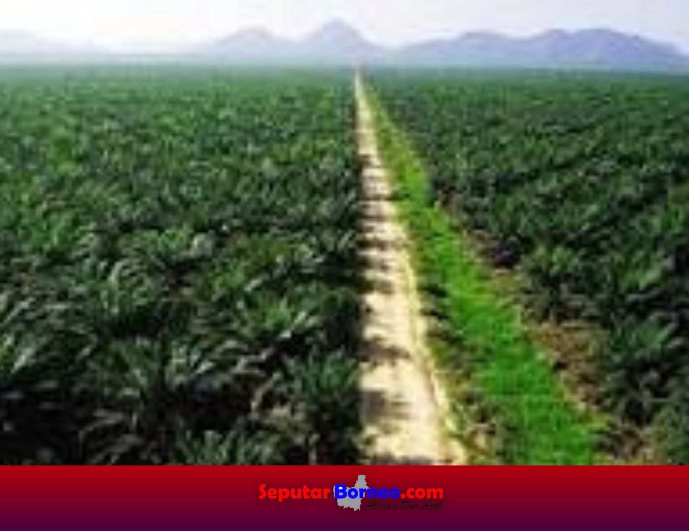 Kebun Kelapa Sawit