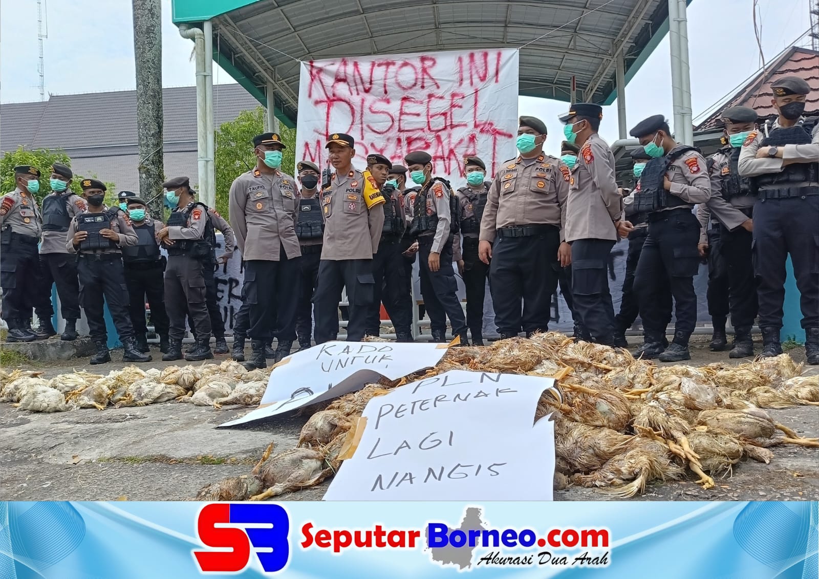 Listrik Padam Berujung Peternak Ayam Terancam Kolaps, Kerugian Capai Ratusan Juta