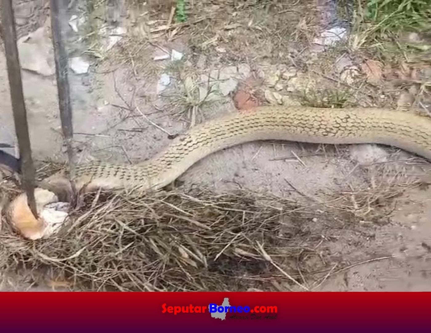 King Kobra Melintas Empat Rumah Warga