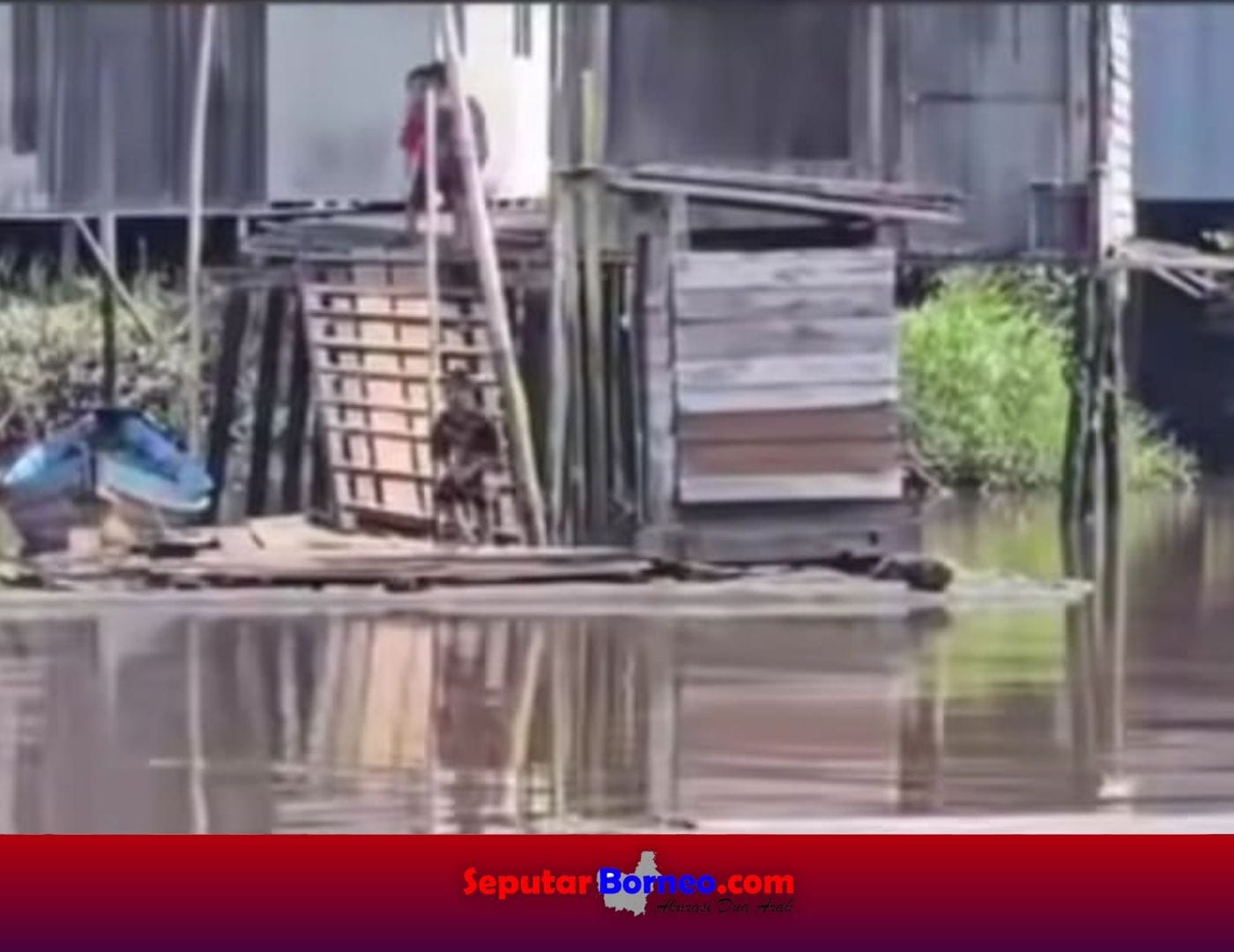 Buaya Sering Muncul di Sungai Cempaga, Warga Cemas dan Minta Penanganan BKSDA