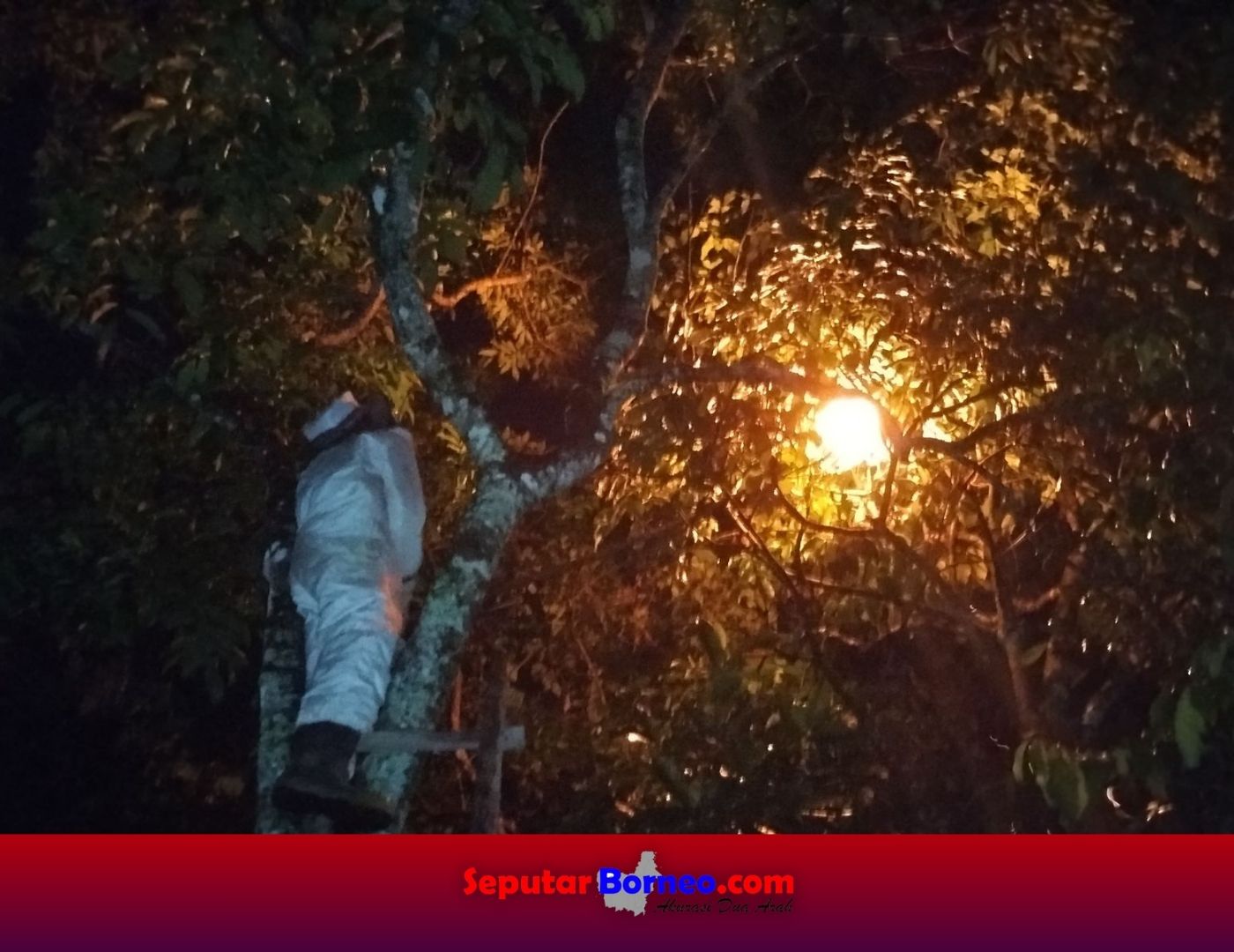 Petugas pada saat melakukan evakuasi terhadap sarang tawon ndas, Kamis (10/2024). (FOTO:ERP)