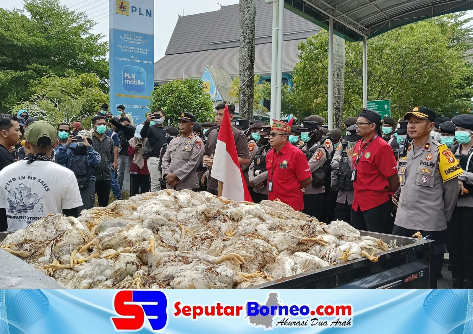 Kantor PLN Palangka Raya Dilempar Ayam Busuk, Bentuk Kekecewaan Peternak