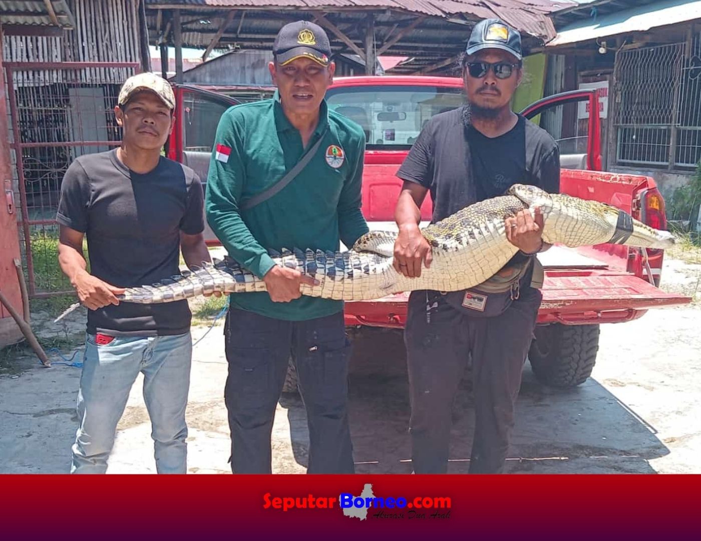 Buaya Jantan Muara di Sungai Mentaya Terjerat Perangkap Ikan