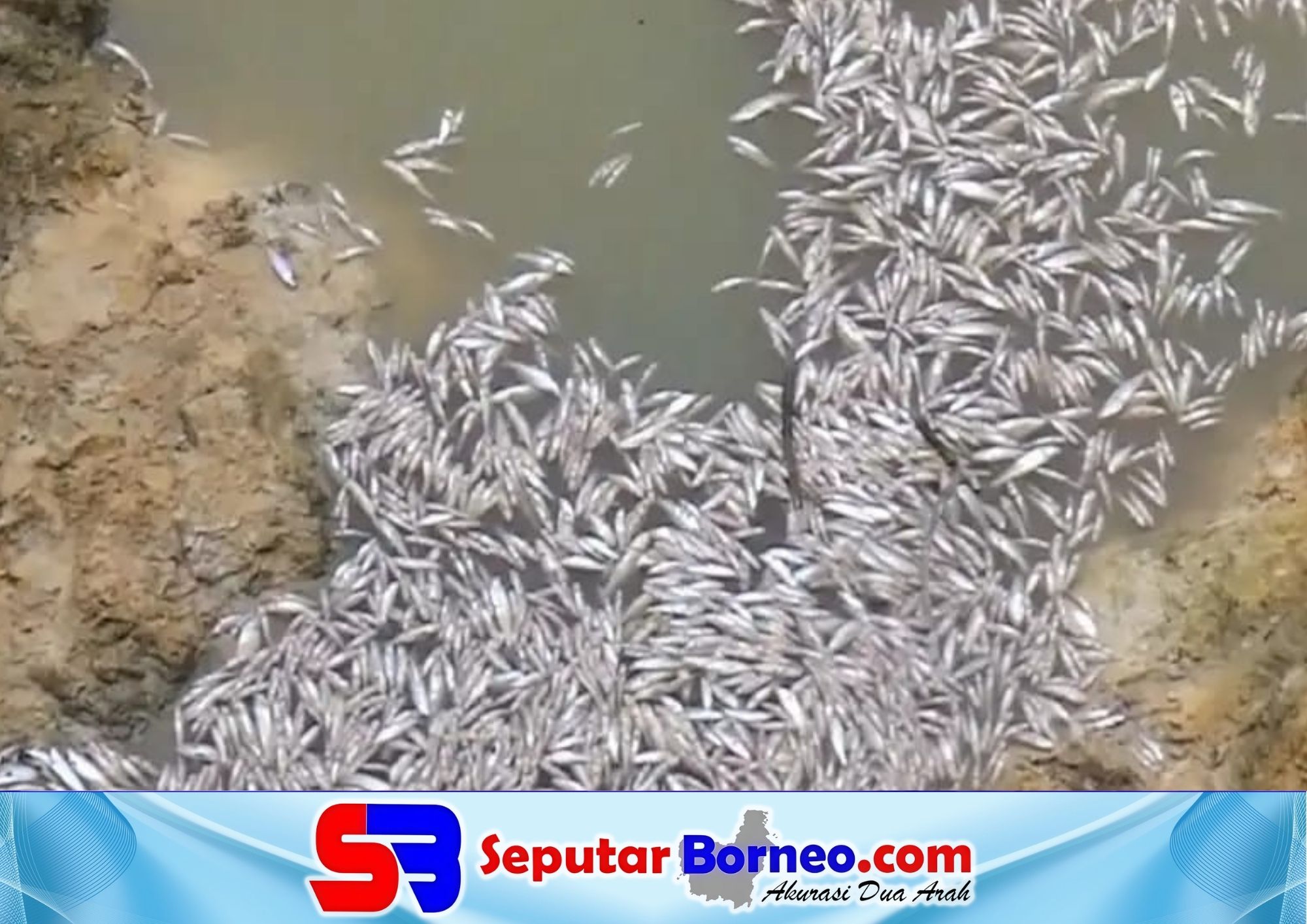 Diduga Diracun, Ribuan Anak Ikan Mati di Perairan Sebungsu