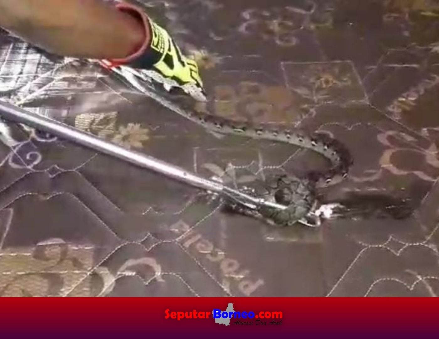 Piton Melingkar di Atas Kasur Warga Kenyapi 3