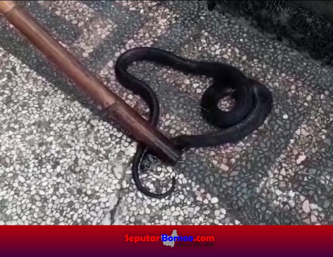 Kobra Hitam Keluar Dari Sarang Masuk Pemukiman Warga