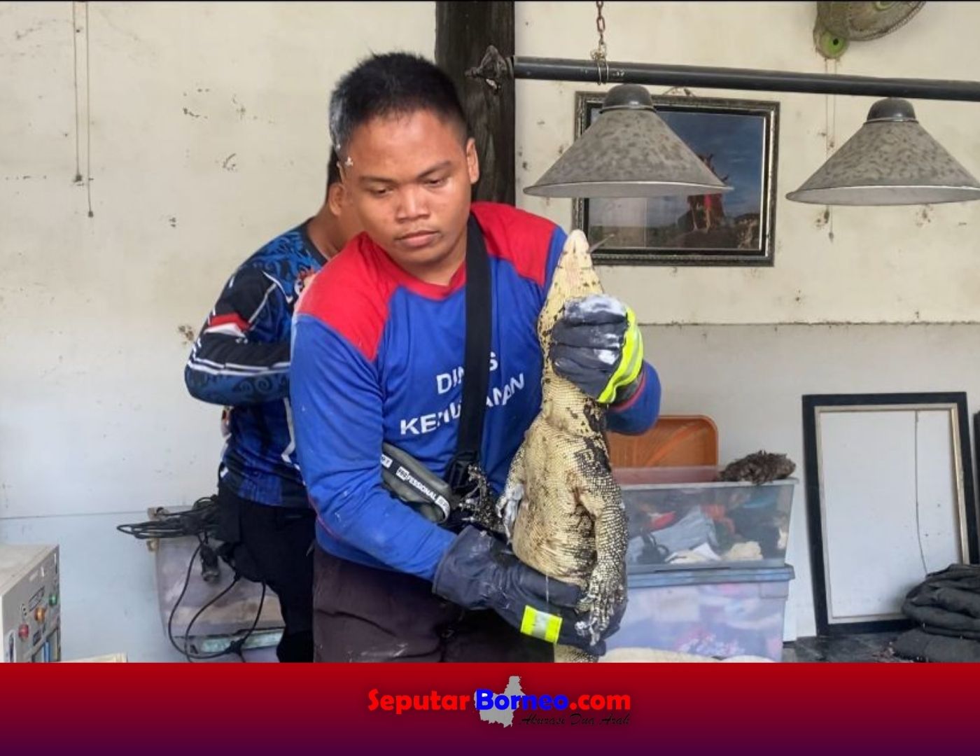 Dua Biawak Berukuran 1,5 Meter Berhasil Dievakuasi Dari Rumah Warga