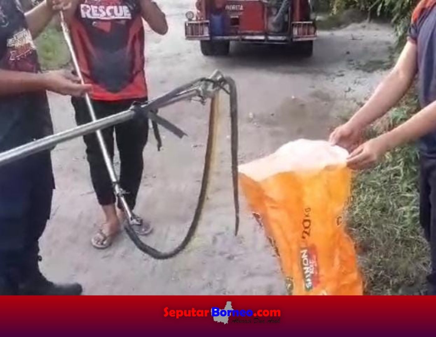 Ular Kobra Melintas Kaki, Pemilik Rumah Mendadak Geger