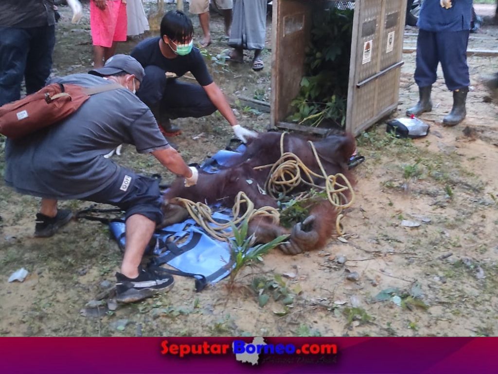 Tim Rescue SKW II bersama dengan OFI mengevakuasi orang utan, Selasa (5/12/2023). (FOTO:BKSDA SKW PANGKALAN BUN)