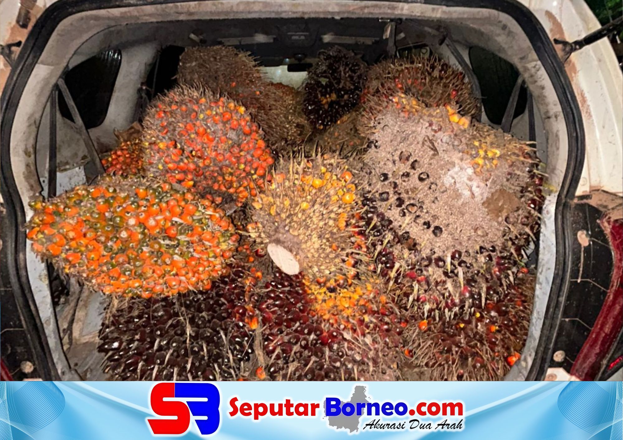 Barang bukti buah sawit hasil curian di PT APN. (FOTO: ISTIMEWA)