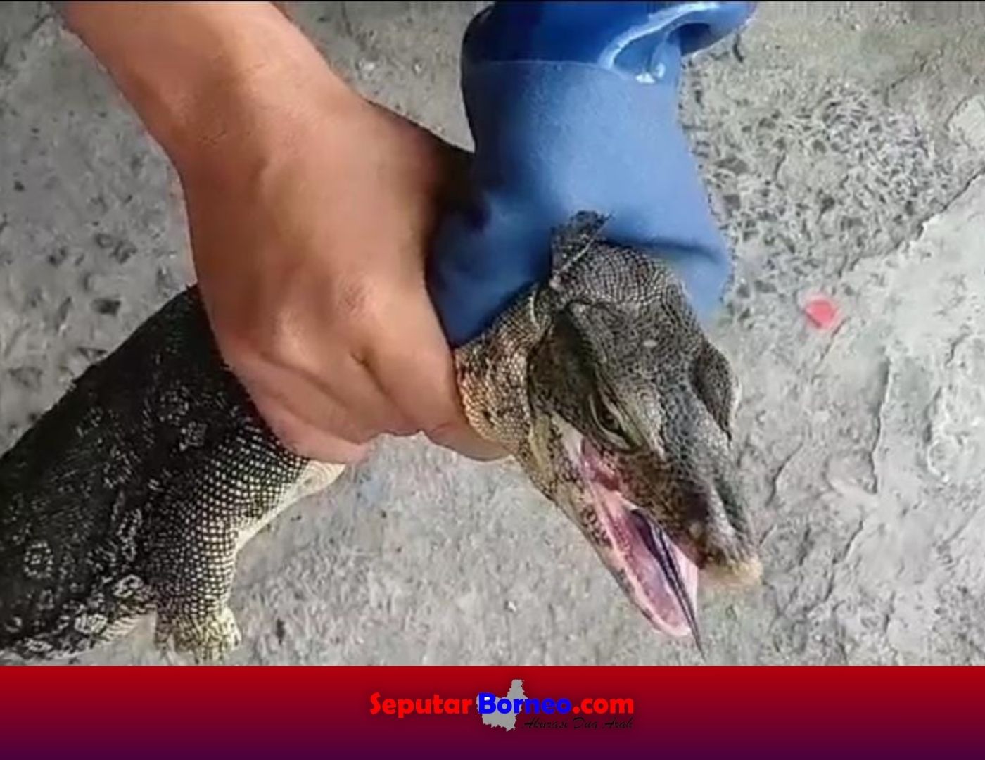 Tim Rescue Evakuasi Biawak Masuk Ruko Jalan Pilau