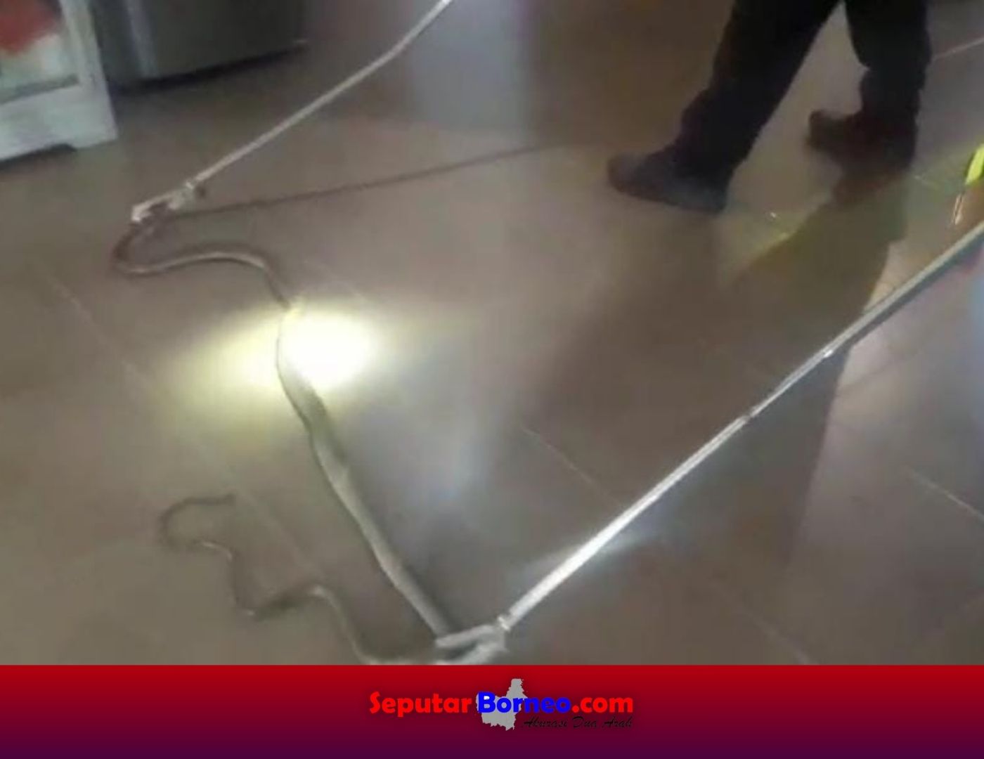 Heboh!!! King Cobra dan Piton Jatuh dari Plafon Rumah