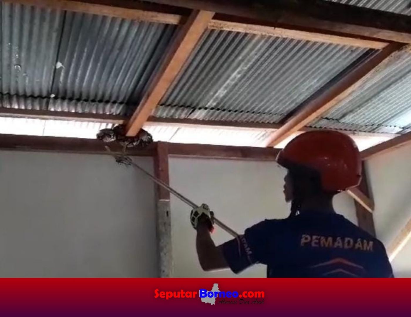 Tutup Selama 10 Hari, Warung Makan Dimasuki Ular Piton
