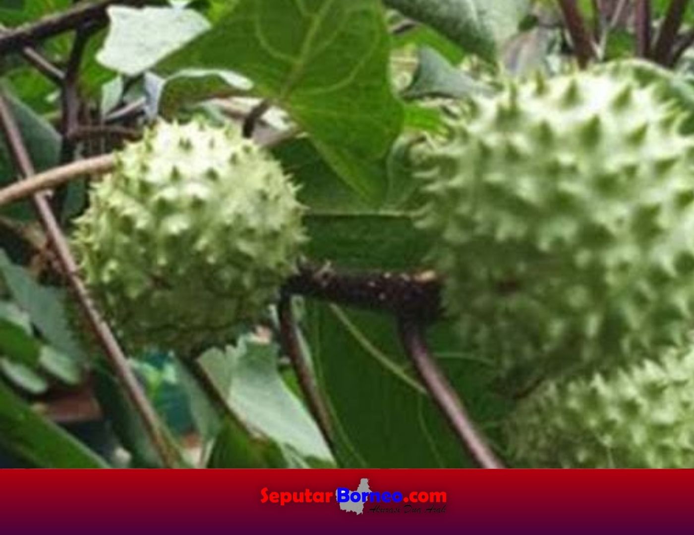 Tidak Ada Korban Murni Buah Kecubung di Kalteng