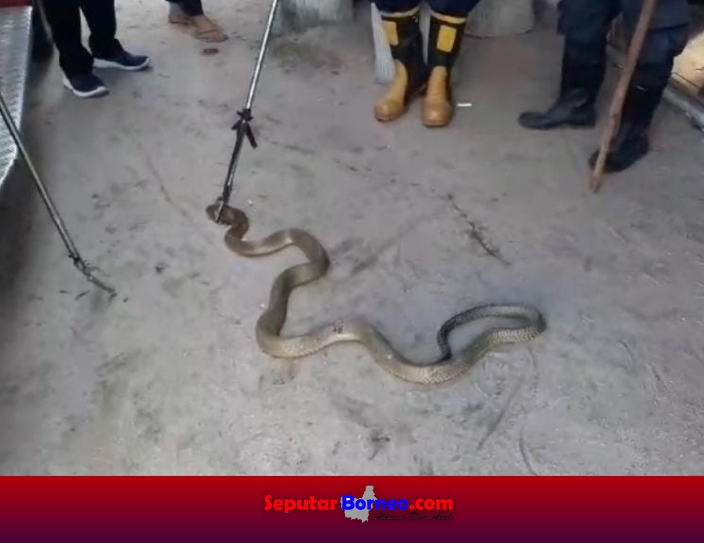 Heboh! King Kobra Masuk Kios Warga Jalan Yos Sudarso