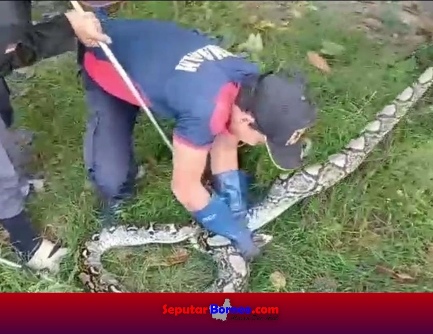 Duduk Santai, Warga Dikagetkan Kemunculan Piton