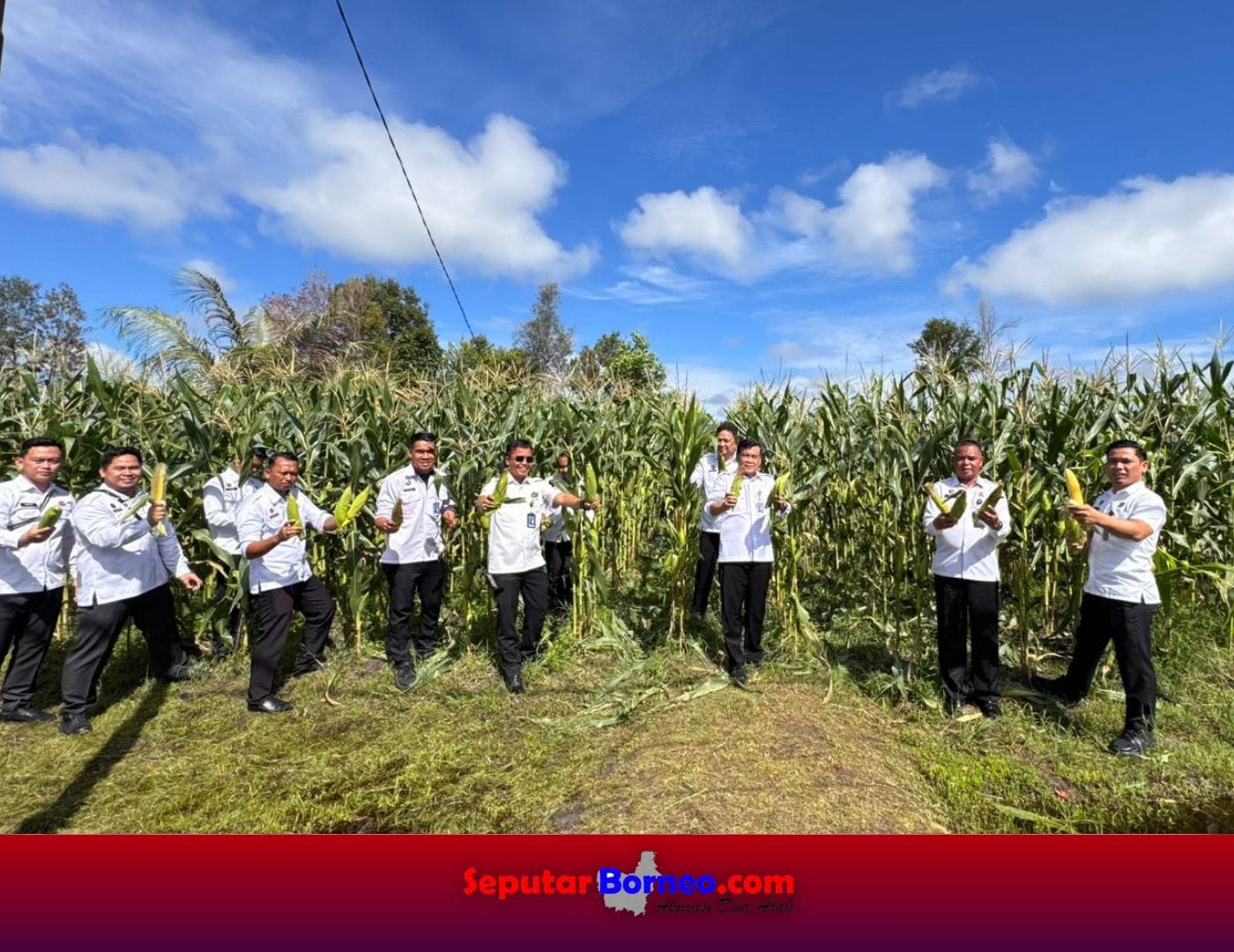 Lapas Palangka Raya Gelar Panen Raya Jagung Manis, Wujud Nyata Kemandirian Warga Binaan