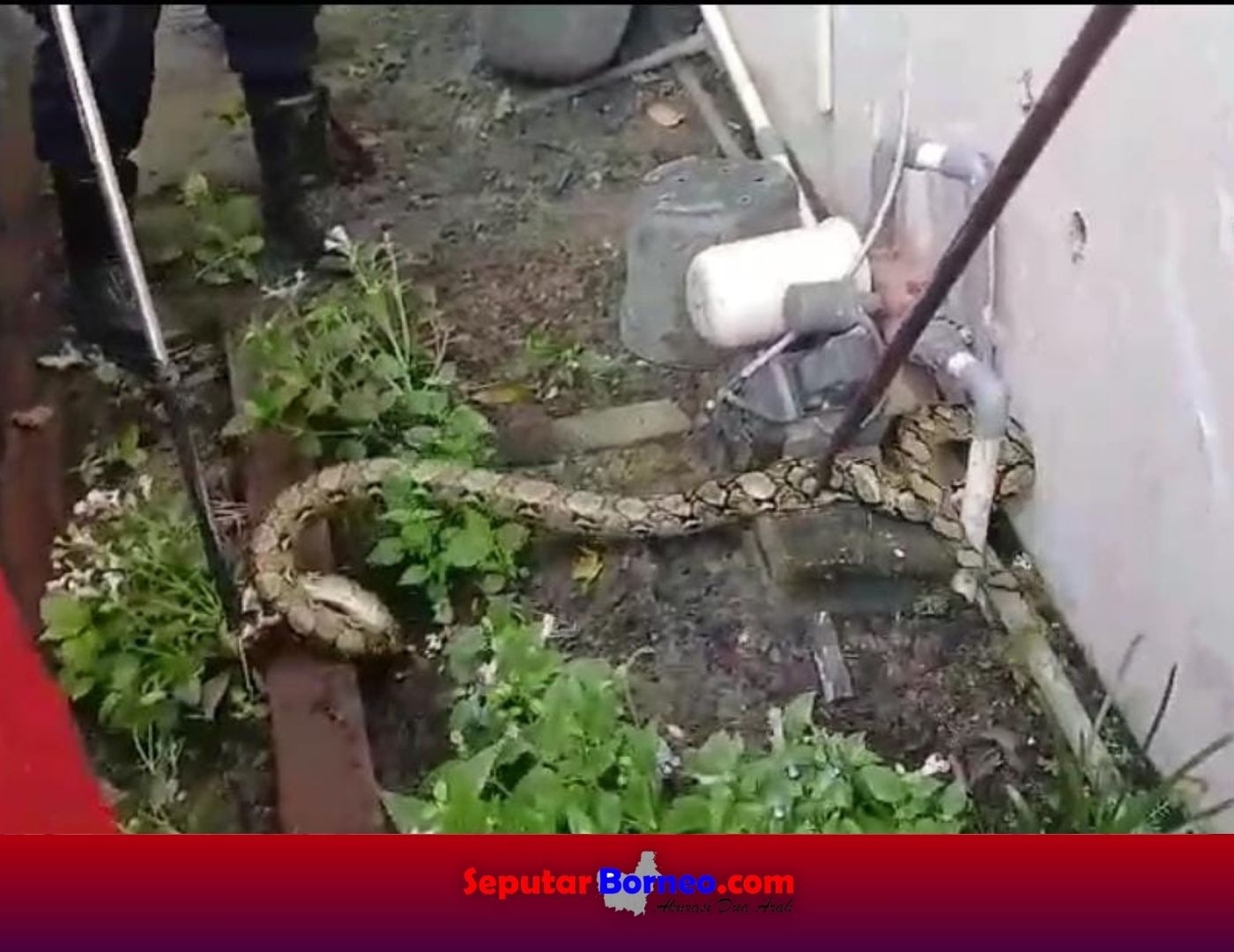 Ulat Piton Masuk Kawasan Perumahan Pemda