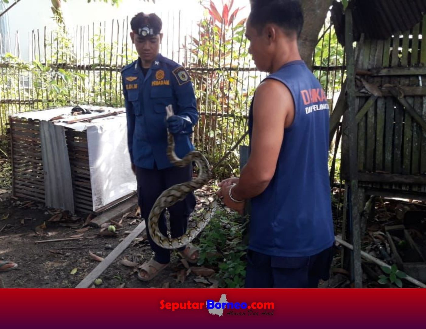 Ular Piton Dievakuasi Usia Mangsa Seekor Ayam