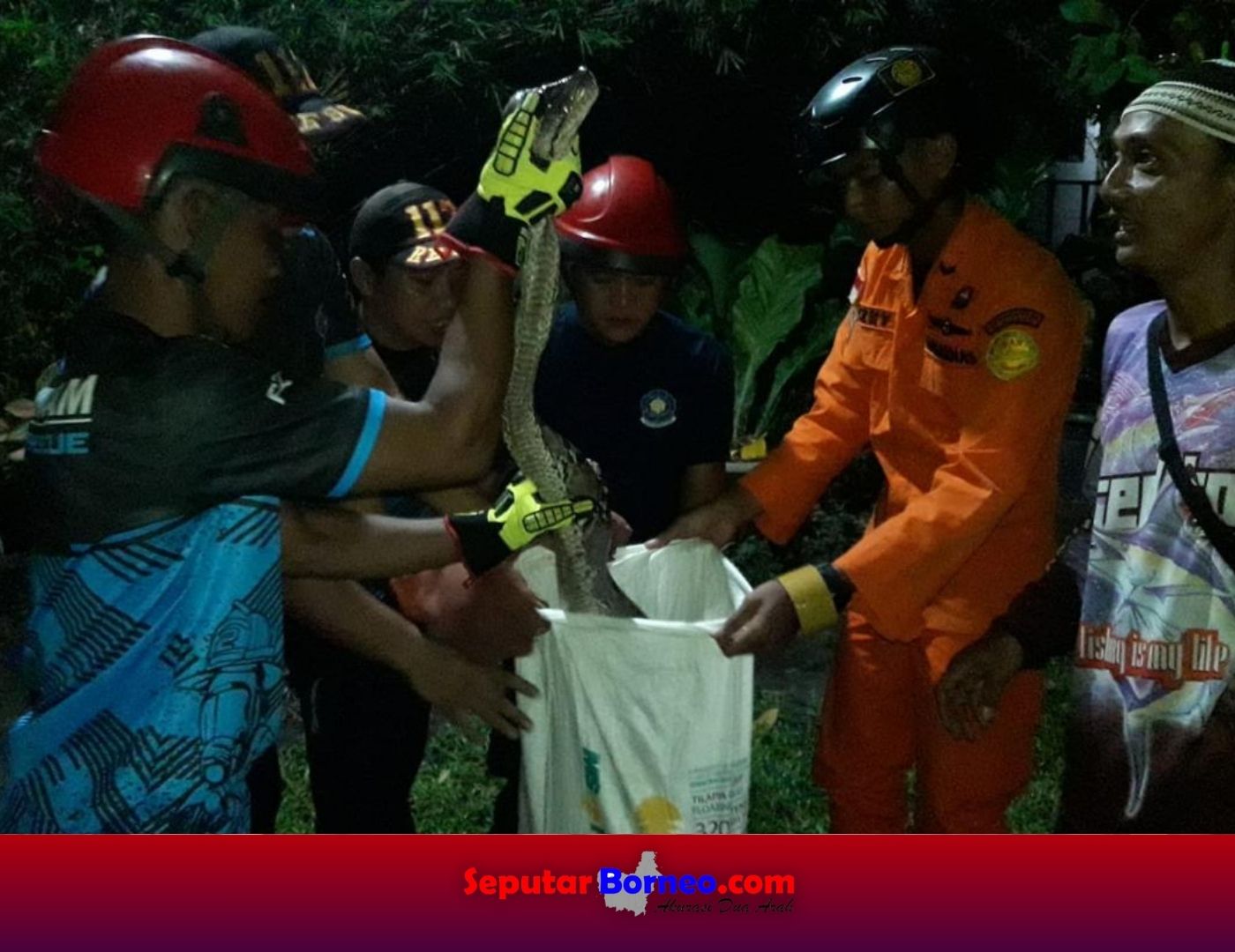 Ekosistem Mulai Rusak, Piton Mangsa Ternak Warga