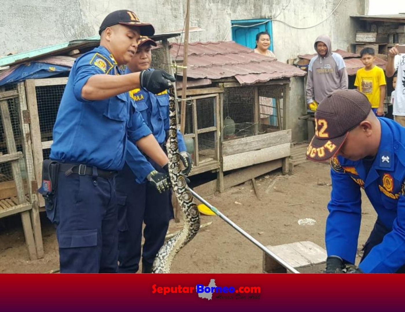 Piton 3 Meter Mangsa Ternak Warga di Rajawali