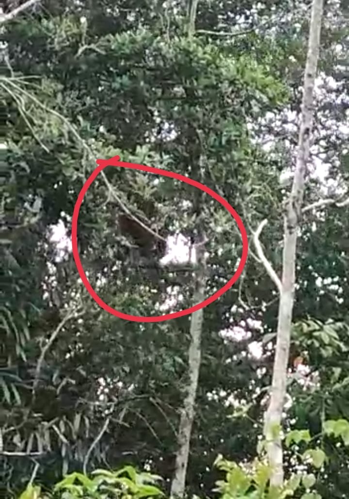 Orang Utan Bergelantungan dan Makan Umbut Rumbia Dibelakang Rumah Warga 
